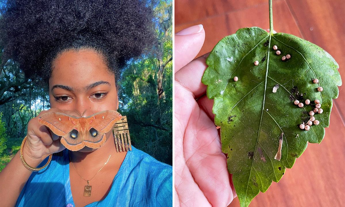 Woman Spends a Day With a Female Moth, Cares for Her 200 Eggs When She Flies Away