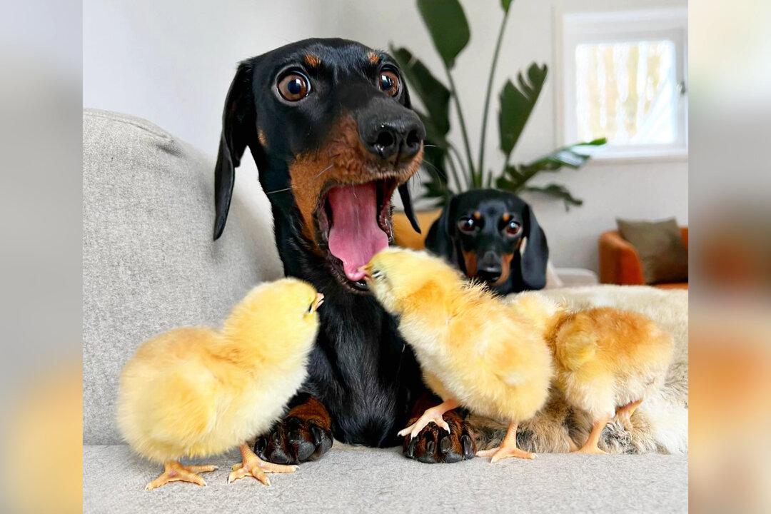 Hilarious Moment Shows Dachshund’s Priceless Reaction After Getting Bitten in the Tongue by a Chick