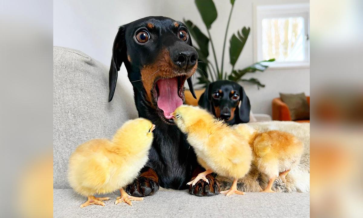 Hilarious Moment Shows Dachshund’s Priceless Reaction After Getting Bitten in the Tongue by a Chick