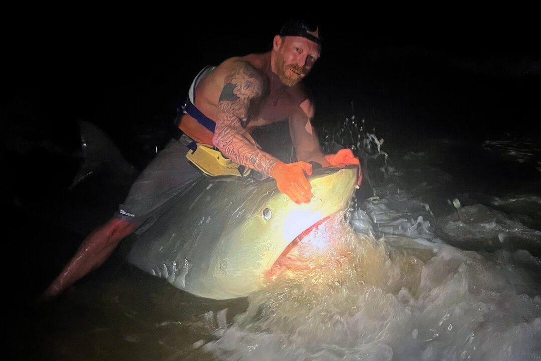 Texas Angler Reels in 12-Foot ‘Monster’ Tiger Shark in Gulf of Mexico, Sets Personal Best but Not State Record