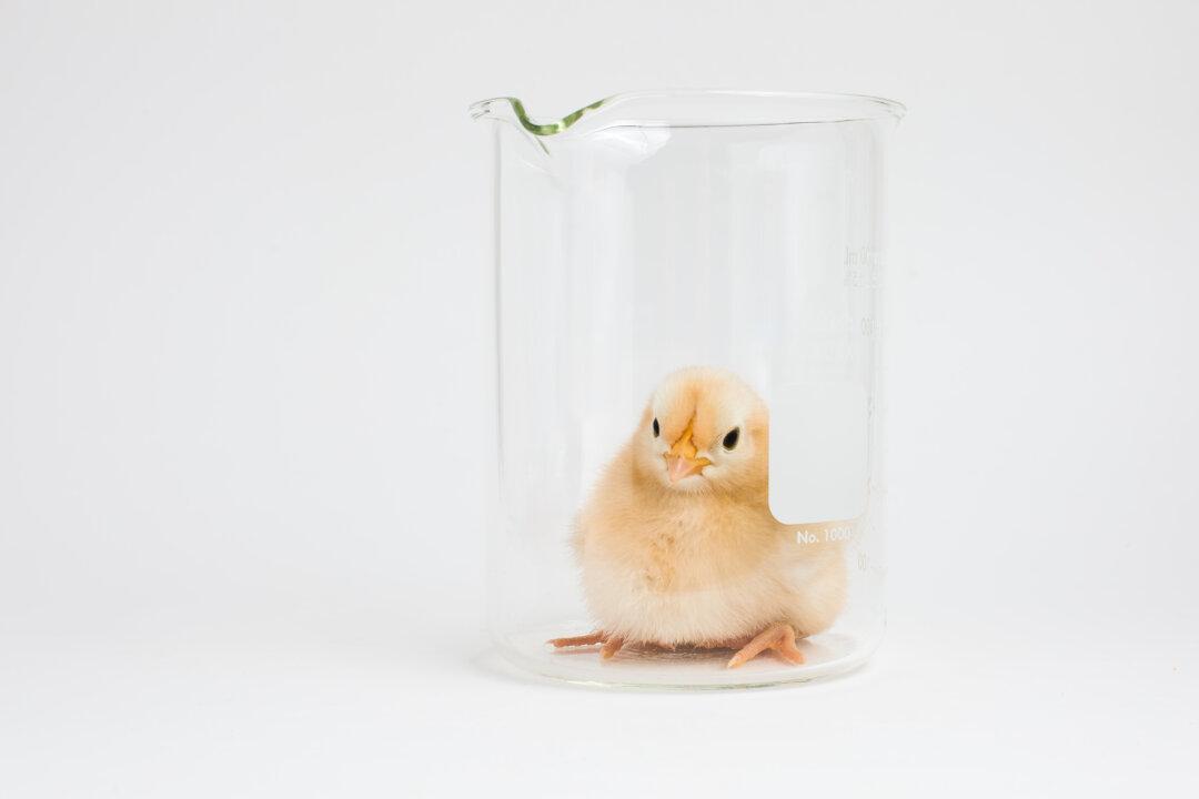 Genetically Engineered Hens Made to Kill Their Own Chicks