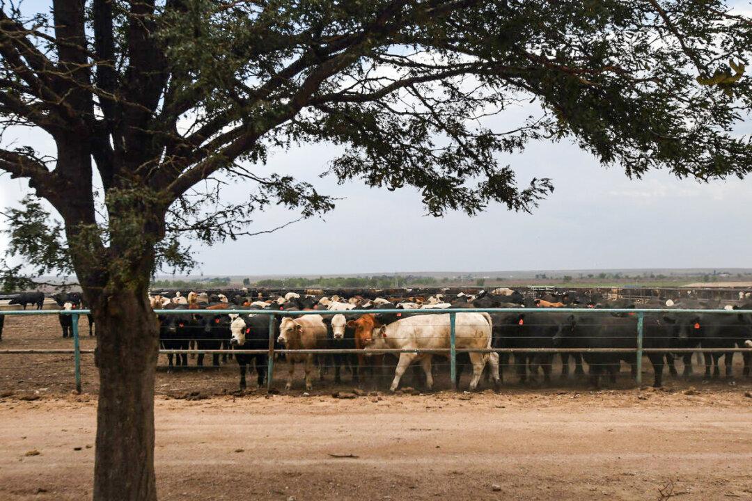 Thousands of Cattle Dead in Kansas After Extreme Heat, Humidity