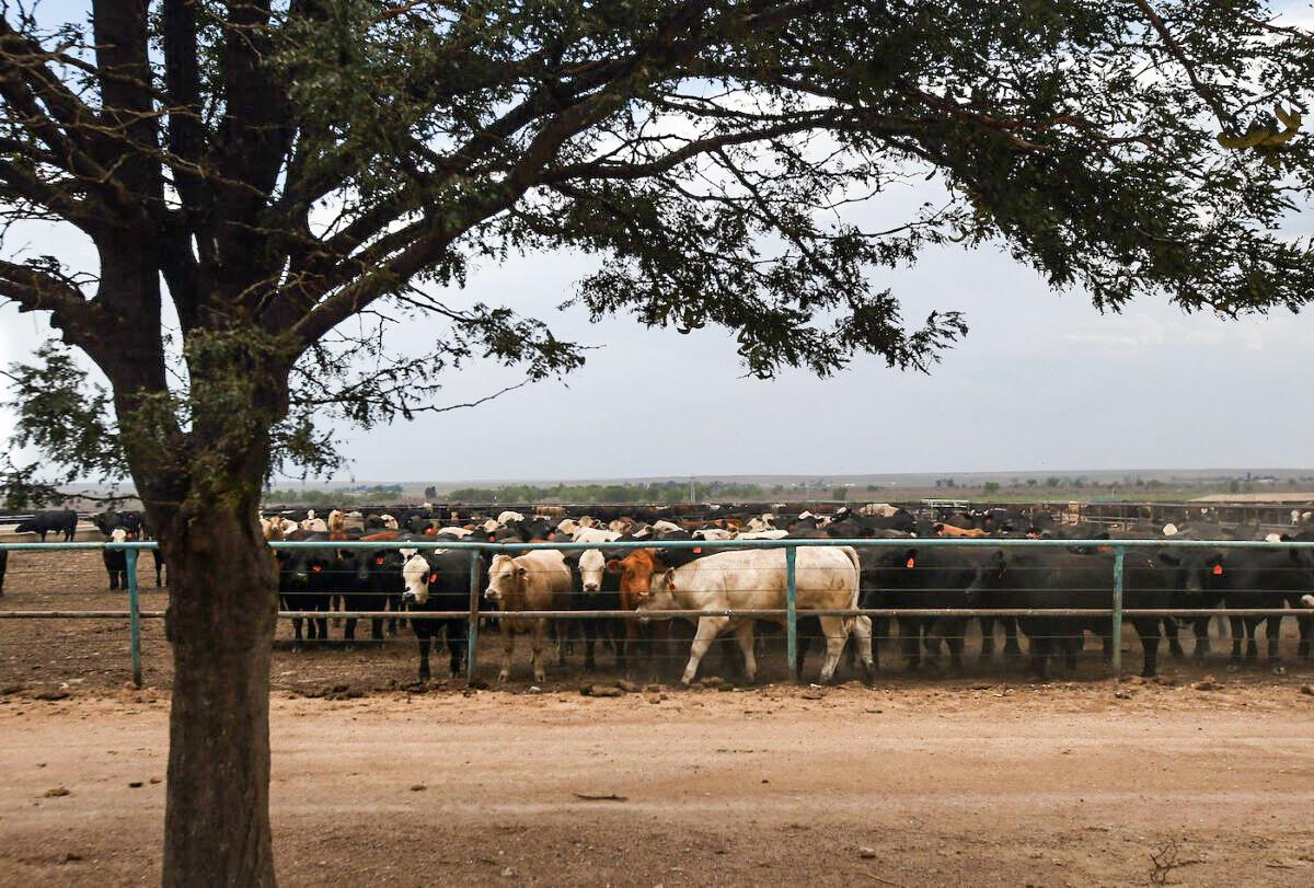 Thousands of Cattle Dead in Kansas After Extreme Heat, Humidity