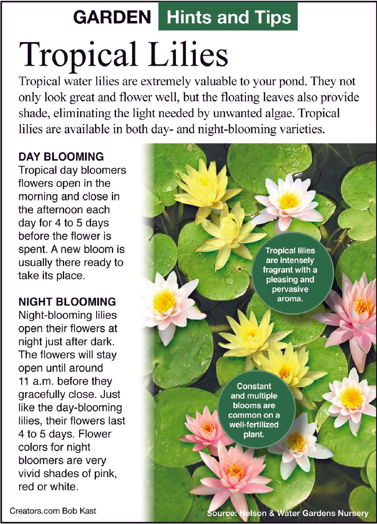 tropical lilly tip sheet