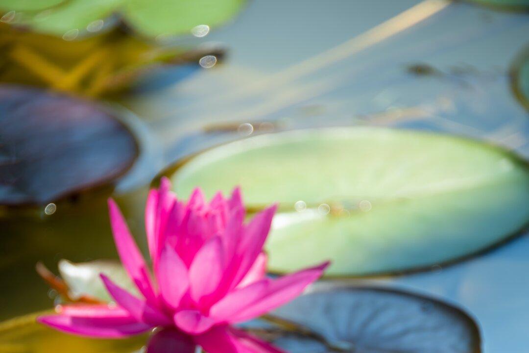 Ponds and Waterlilies