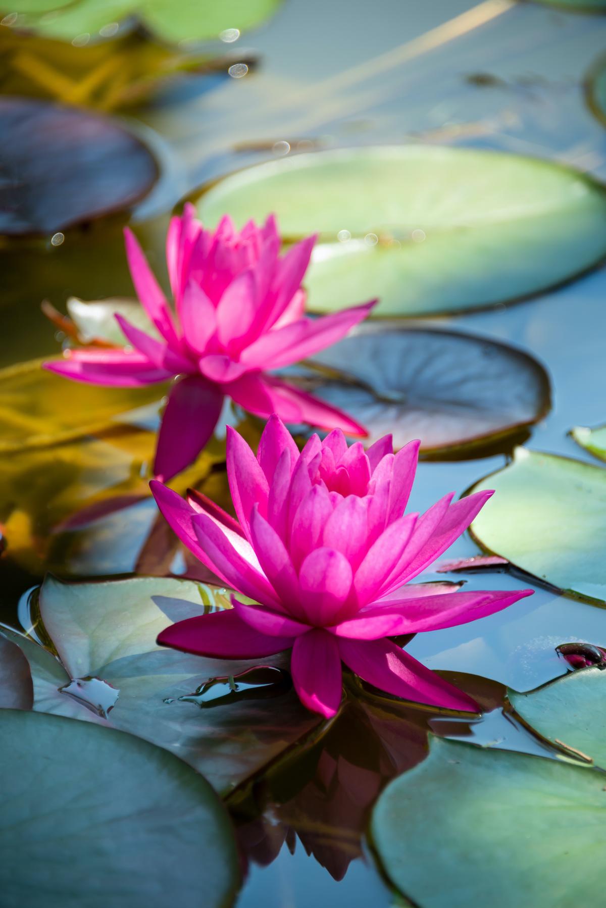 Ponds and Waterlilies