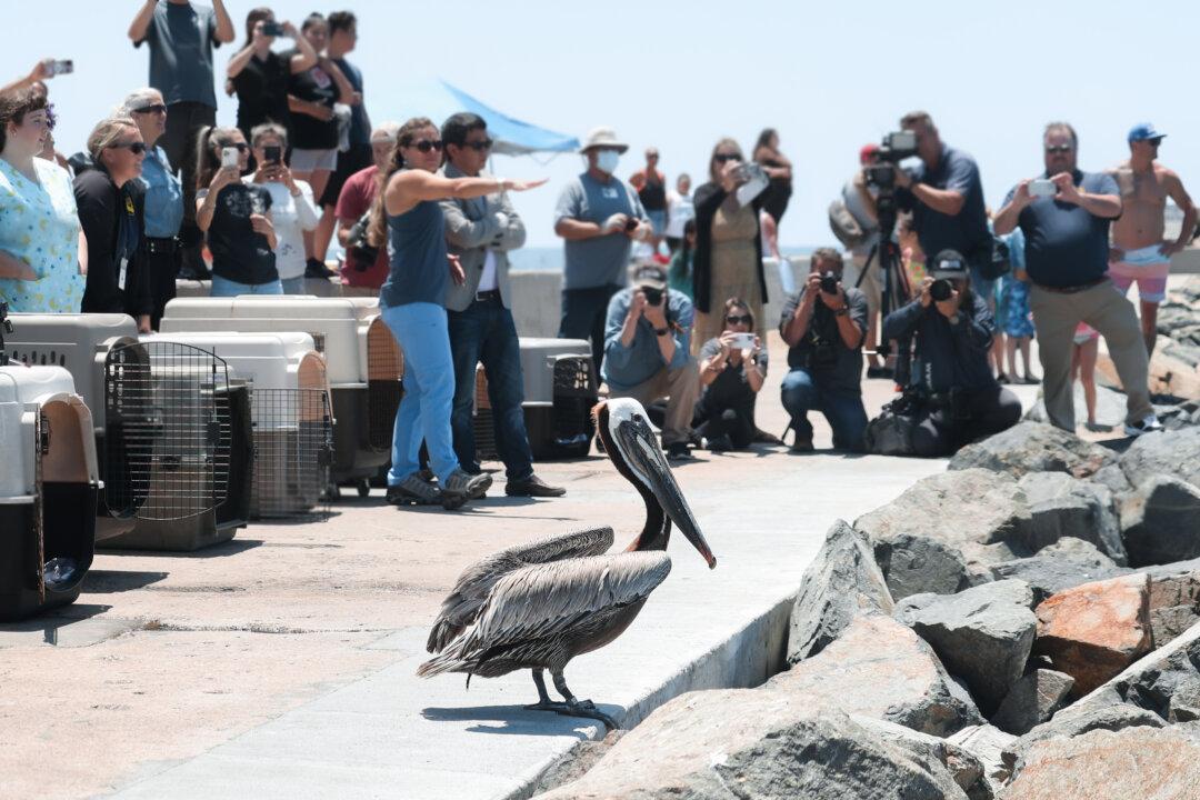 Brown Pelicans Released After Mass-Stranding Event in Southern California