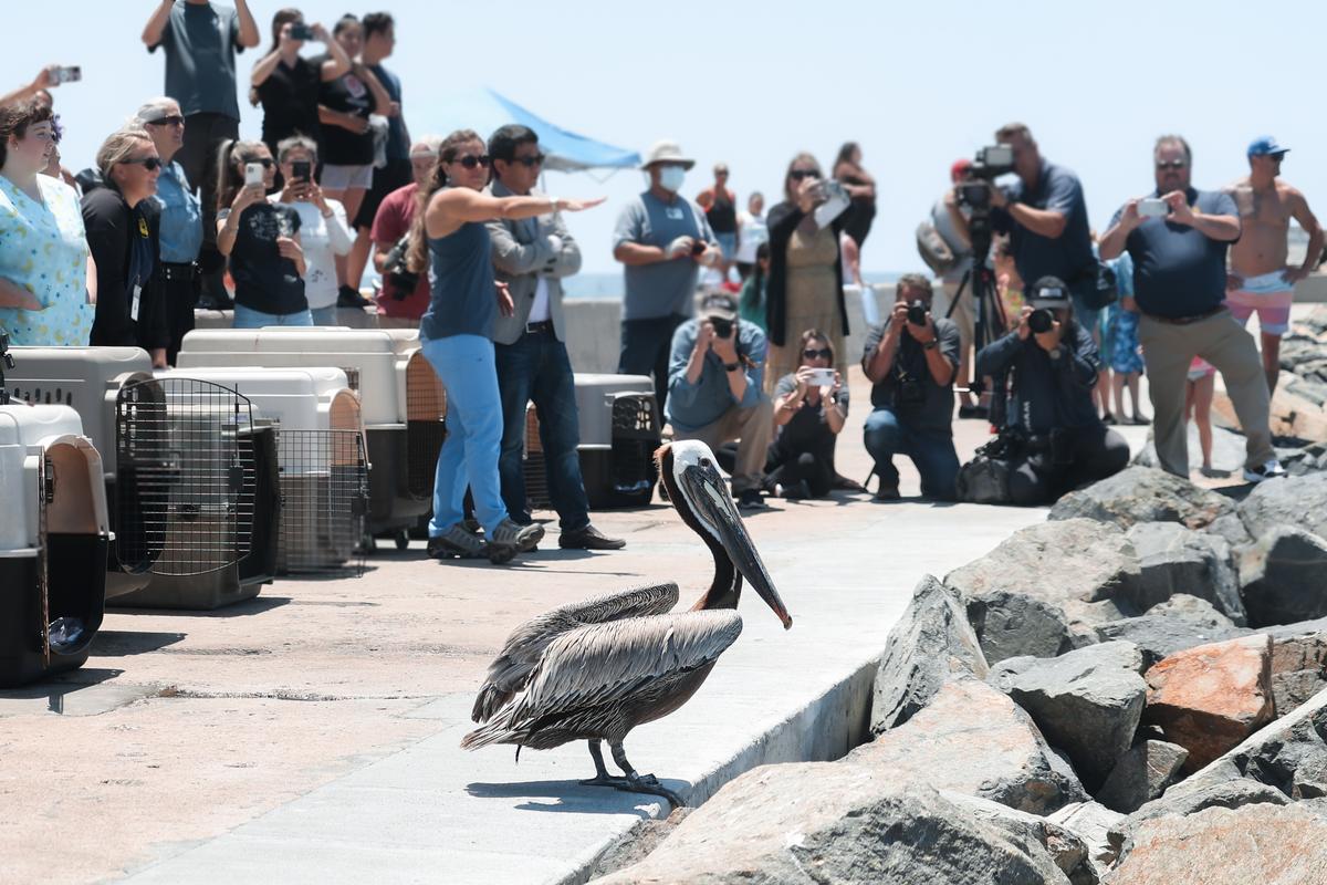 Brown Pelicans Released After Mass-Stranding Event in Southern California