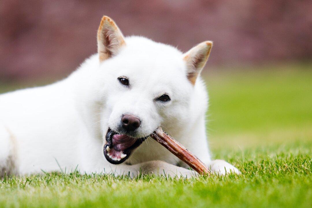 Antlers and Other Hard Chews Break Dogs’ Teeth