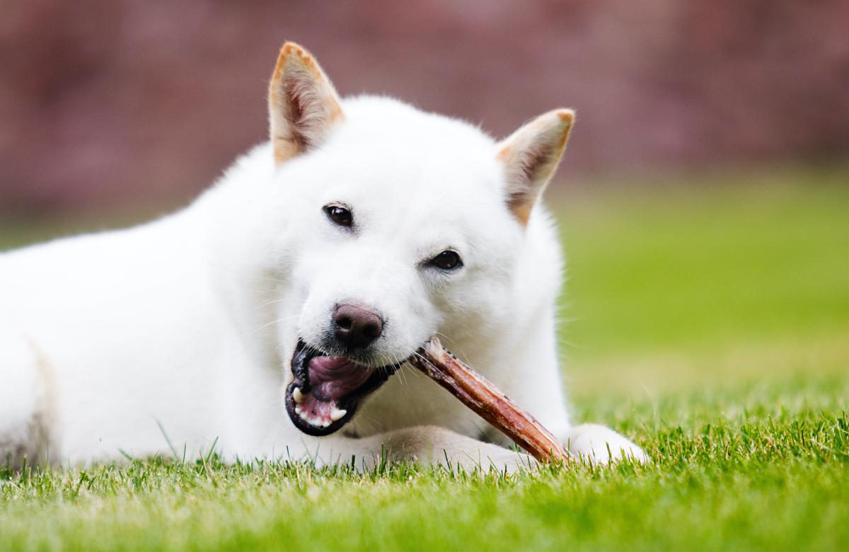 Antlers and Other Hard Chews Break Dogs’ Teeth