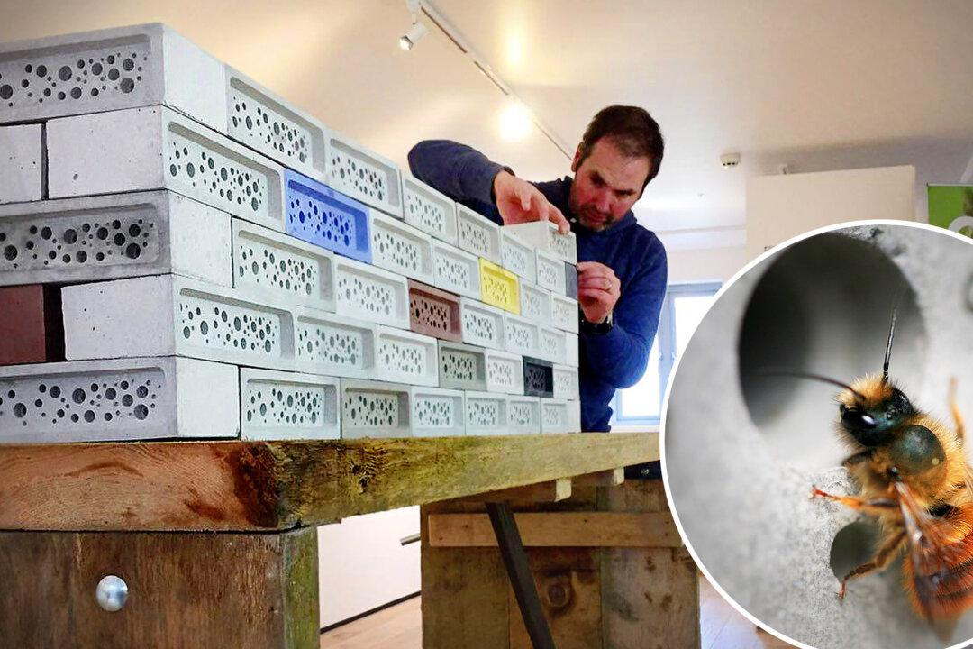 Could Bee-Friendly Bricks Save Bees? Inventor Makes Homes for Bumblebees From Bricks With Holes in Them