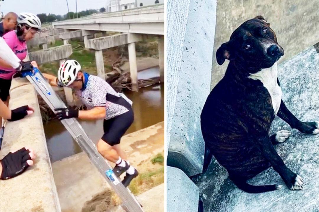 Scared, Stranded Dog Alone on Bridge Support Beam Rescued by a Group of 7 Cyclists