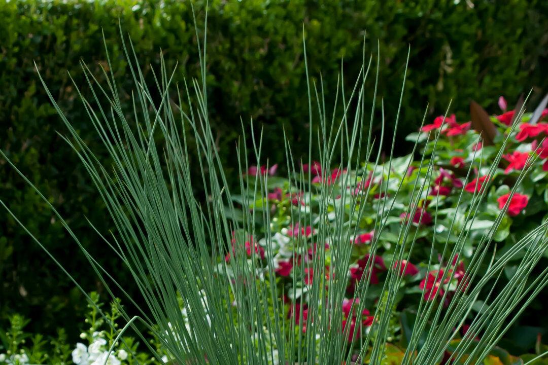 Rush for Blue Mohawk to Be Your Container’s Thriller Plant