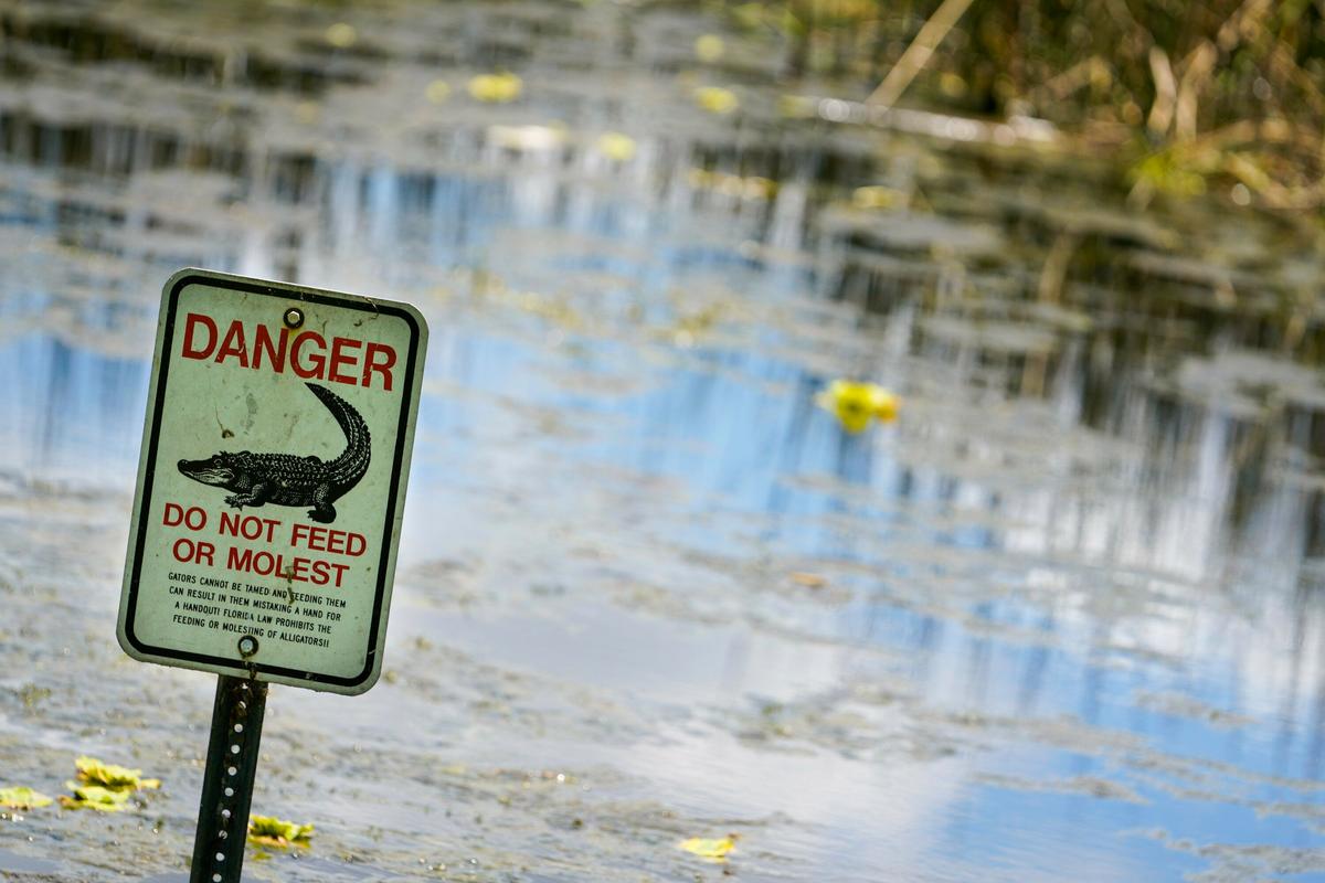 Elderly Florida Woman Attacked and Killed by Two Alligators