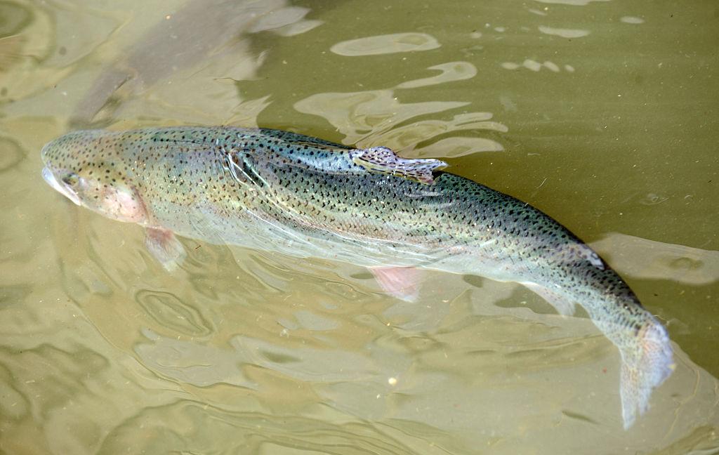 California to Euthanize 350,000 Rainbow Trout After Bacterial Outbreak
