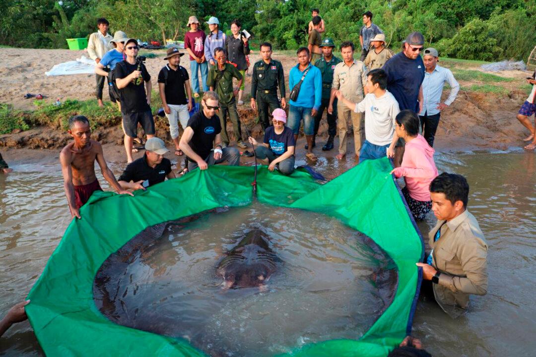 Cambodian Catches World’s Largest Recorded Freshwater Fish