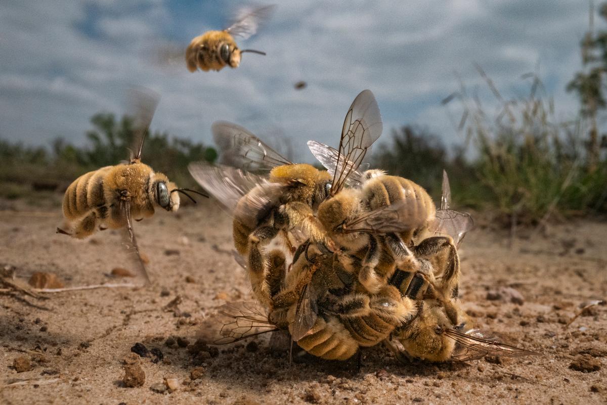 "Bee Balling." (Courtesy of Karine Aigner)