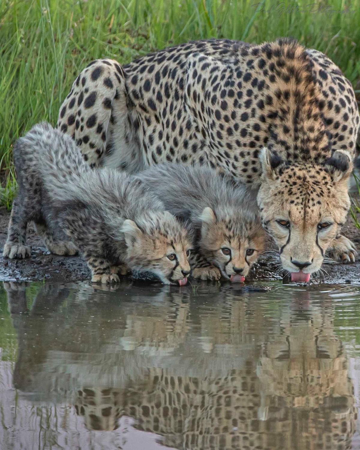 A cheetah family drinks in Olare Conservancy, Kenya. (Courtesy of <a href="https://www.instagram.com/paulsgoldstein/">Paul Goldstein</a>)