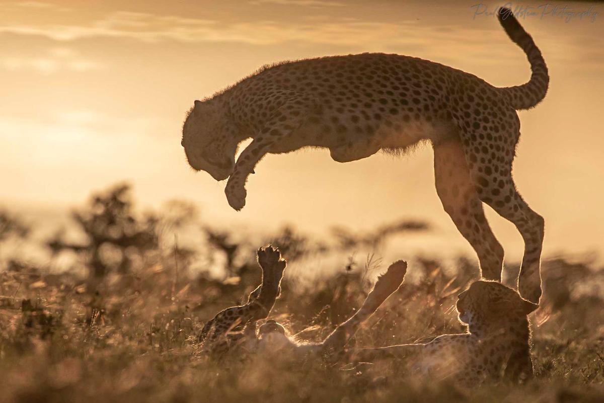 Cheetahs in Olare Conservancy, Kenya. (Courtesy of <a href="https://www.instagram.com/paulsgoldstein/">Paul Goldstein</a>)