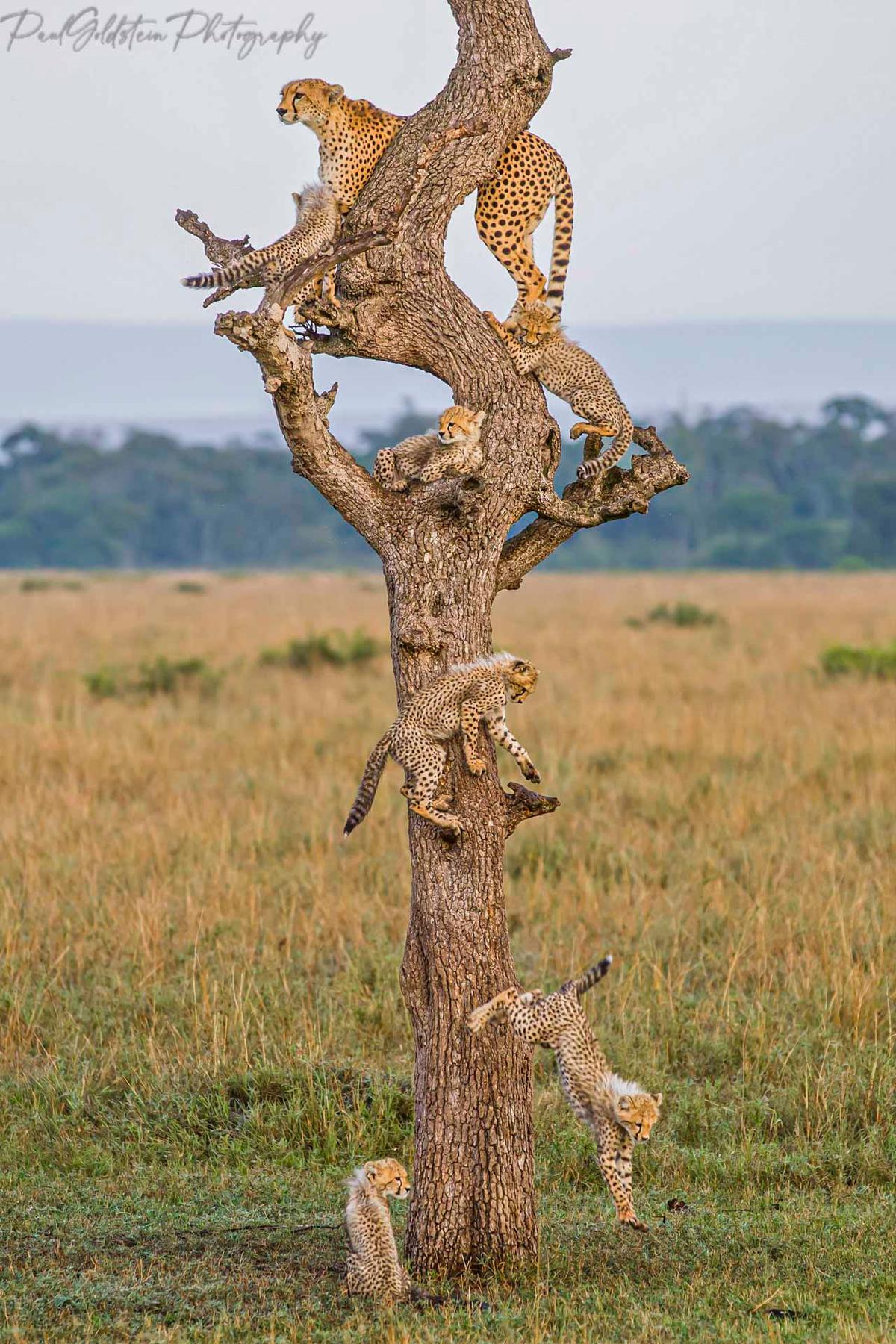 Mara reserve cheetah family. (Courtesy of <a href="https://www.instagram.com/paulsgoldstein/">Paul Goldstein</a>)