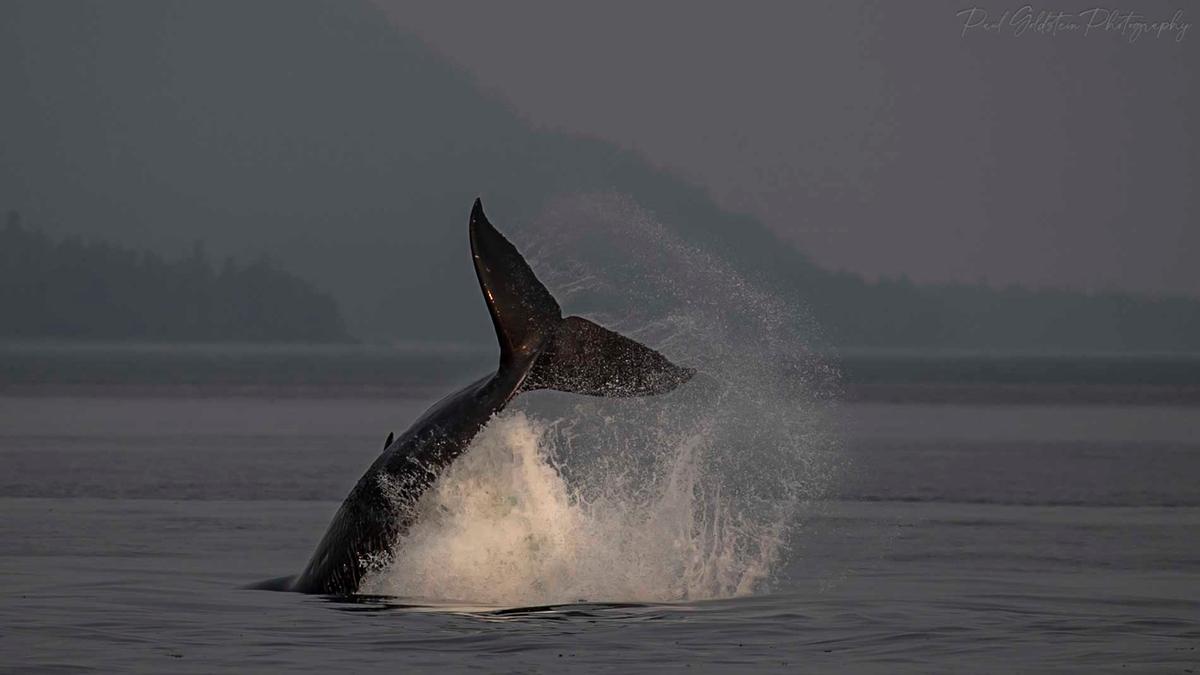 Whale photos from Alaska. (Courtesy of <a href="https://www.instagram.com/paulsgoldstein/">Paul Goldstein</a>)
