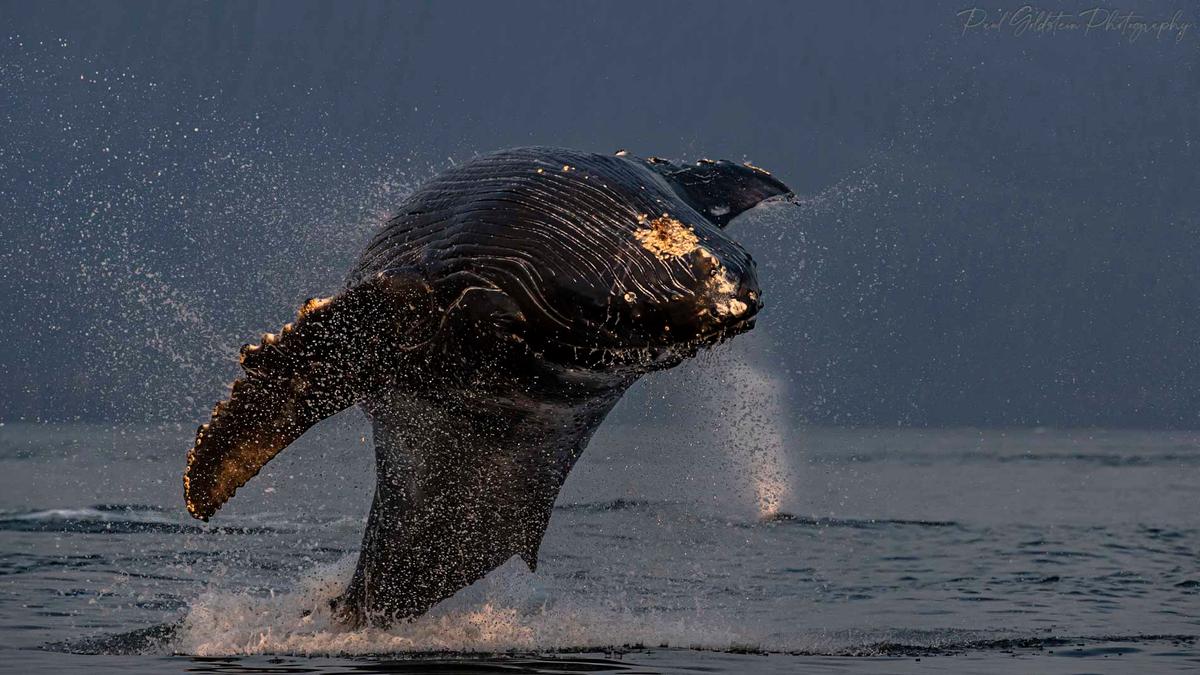 A humpback breaching. (Courtesy of <a href="https://www.instagram.com/paulsgoldstein/">Paul Goldstein</a>)
