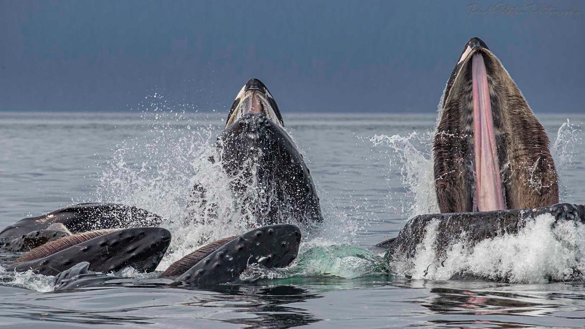 Whales breaching. (Courtesy of <a href="https://www.instagram.com/paulsgoldstein/">Paul Goldstein</a>)