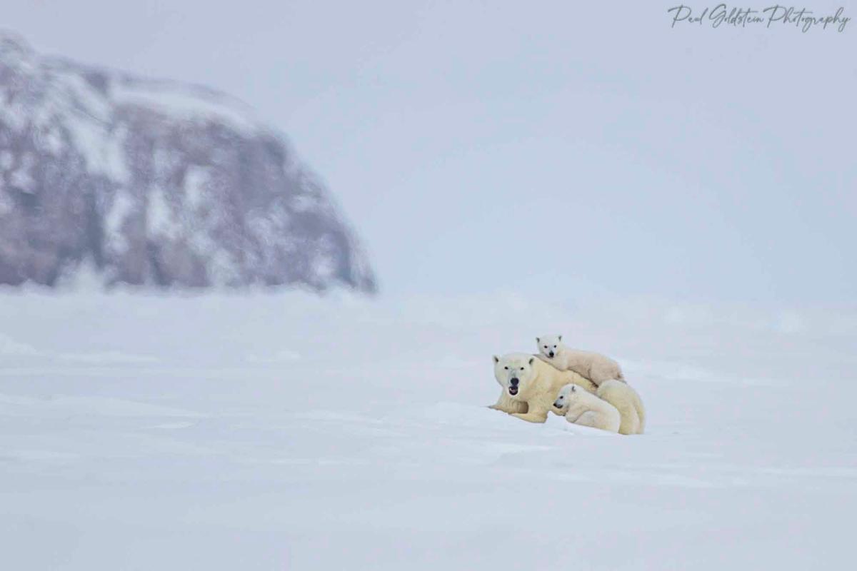 A polar bear family in Nunavut, Canada. (Courtesy of <a href="https://www.instagram.com/paulsgoldstein/">Paul Goldstein</a>)