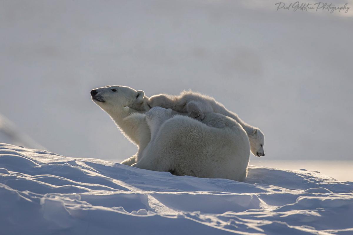 A mother polar bear and cubs in Nunavut, Canada. (Courtesy of <a href="https://www.instagram.com/paulsgoldstein/">Paul Goldstein</a>)