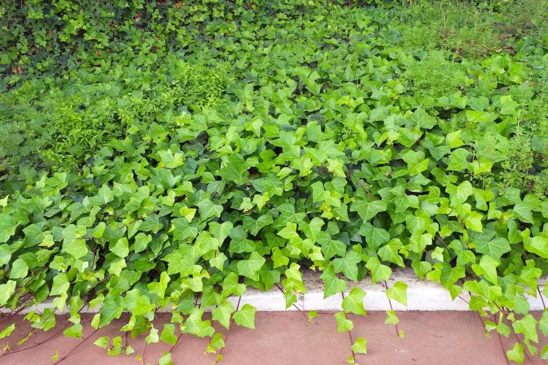 Plant Ground Cover