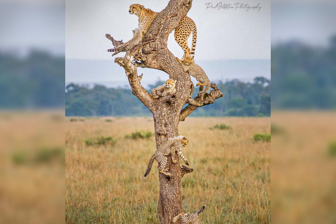Photographer Captures ‘Nanosecond’ Instant Entire Cheetah Family Together in Same Tree, Other Ultra-Rare Moments