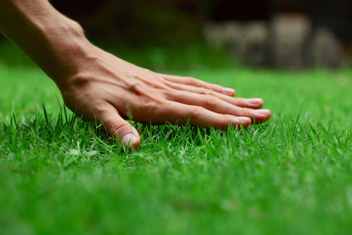 Revive a Lawn