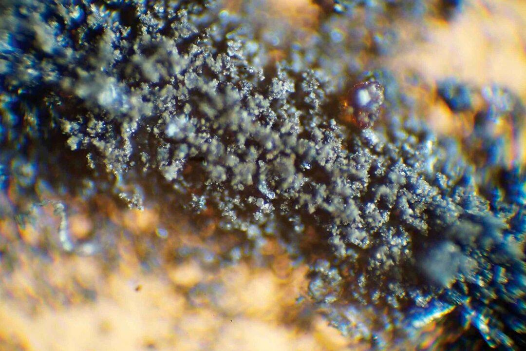 NASA: Give Us Back Our Moon Dust and Cockroaches