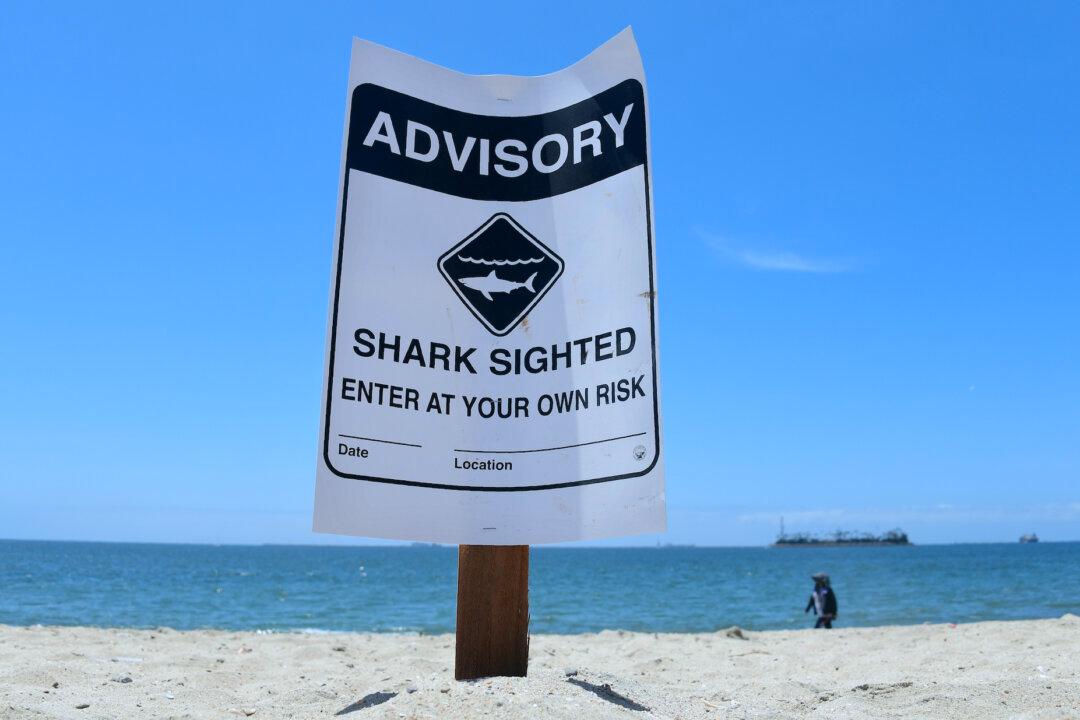 Sharks Almost Always Swimming Near People in Southern California: New Study