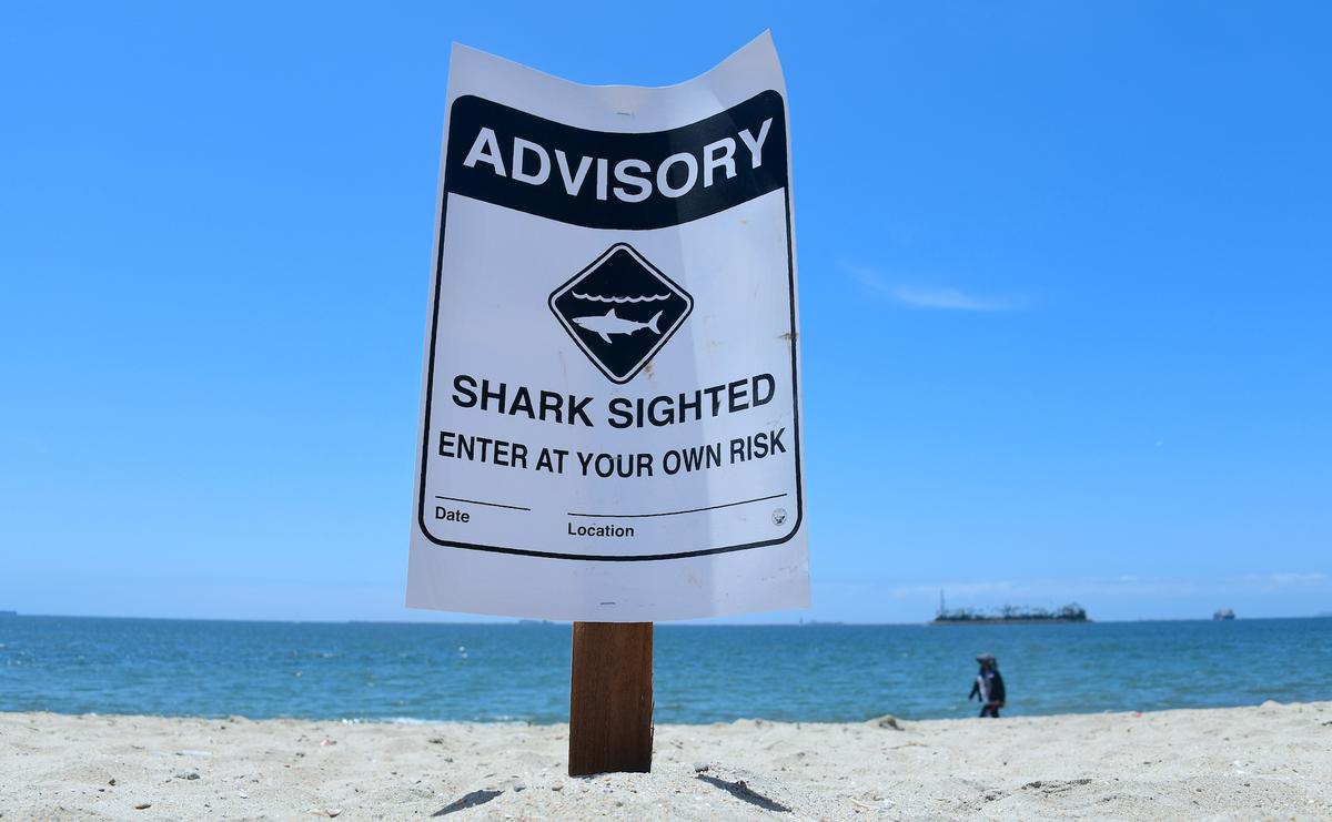 Good Samaritans Help California Swimmer Attacked by Shark