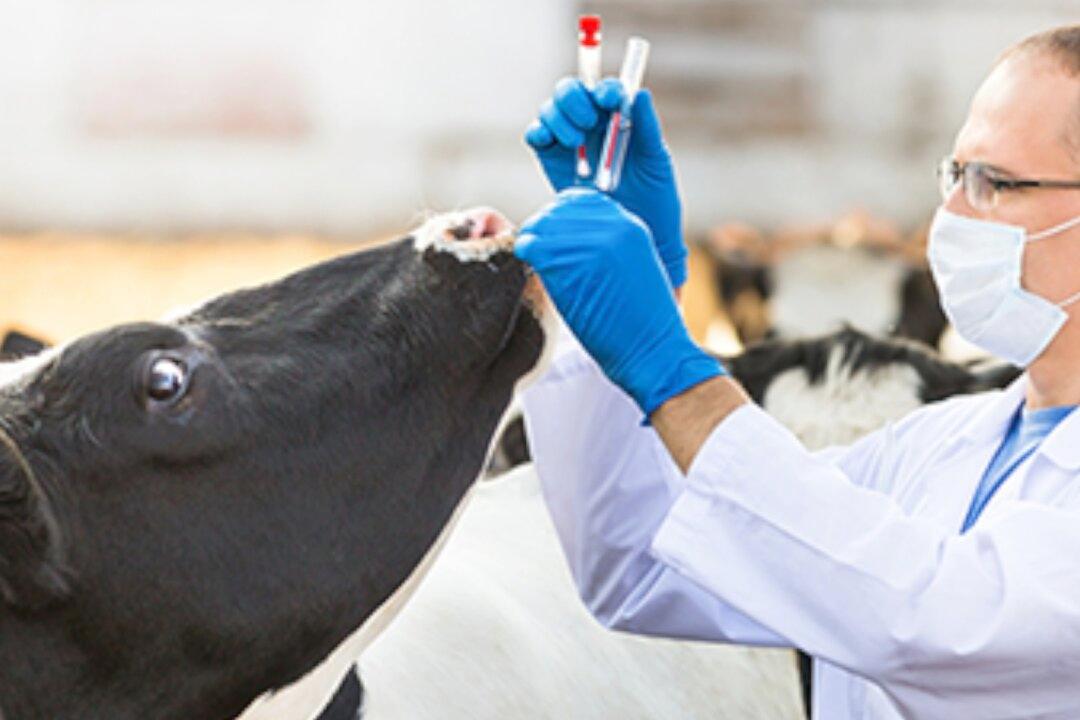 Australia Opens Molecular Lab in Timor-Leste to Combat Exotic Animal Diseases