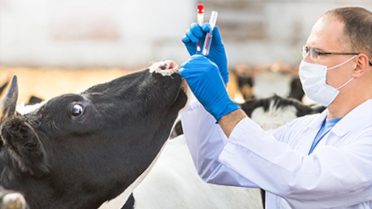 Australia Opens Molecular Lab in Timor-Leste to Combat Exotic Animal Diseases