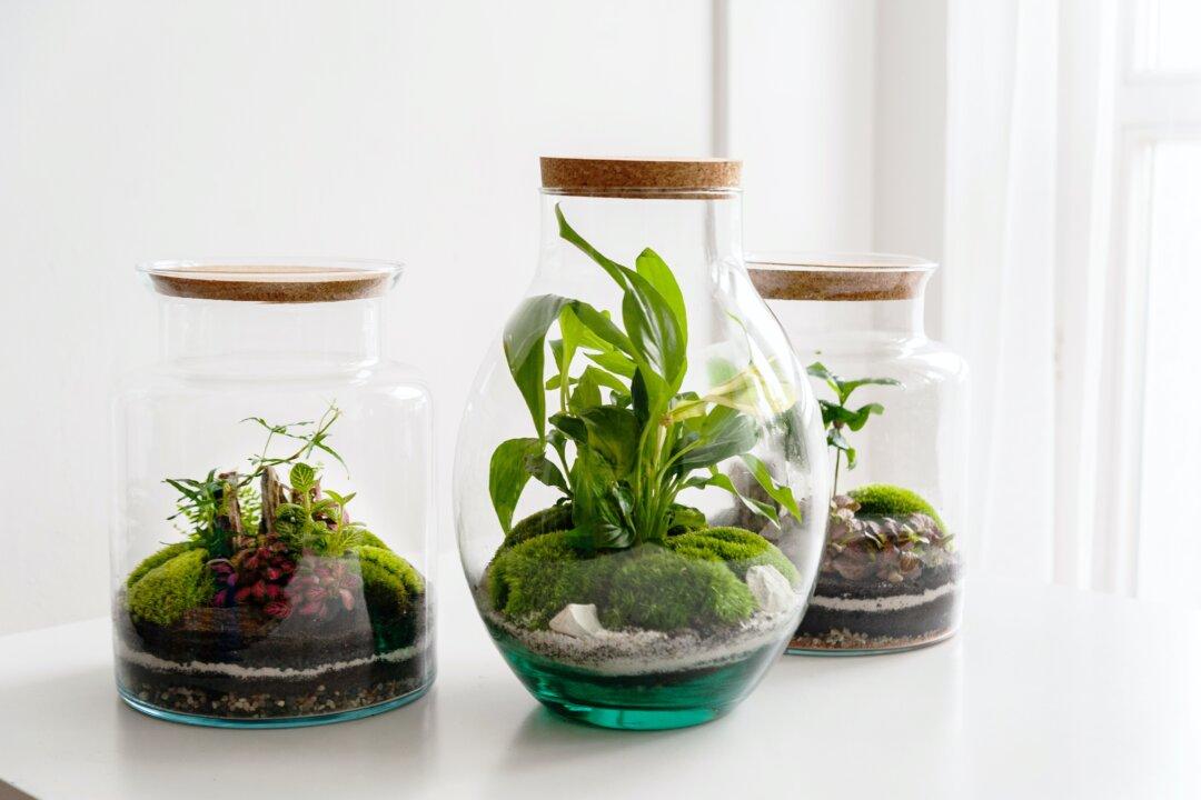 Making a Terrarium