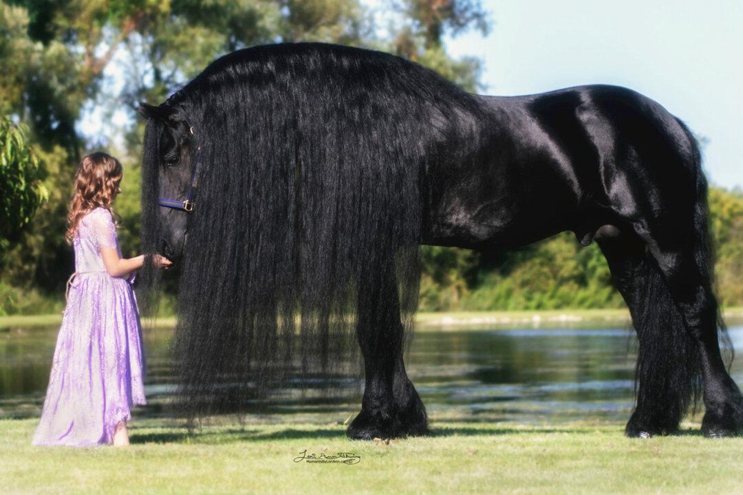 Legendary Stallion: A Photographer’s Once-in-a-Lifetime Experience of Working With Uldrik 457