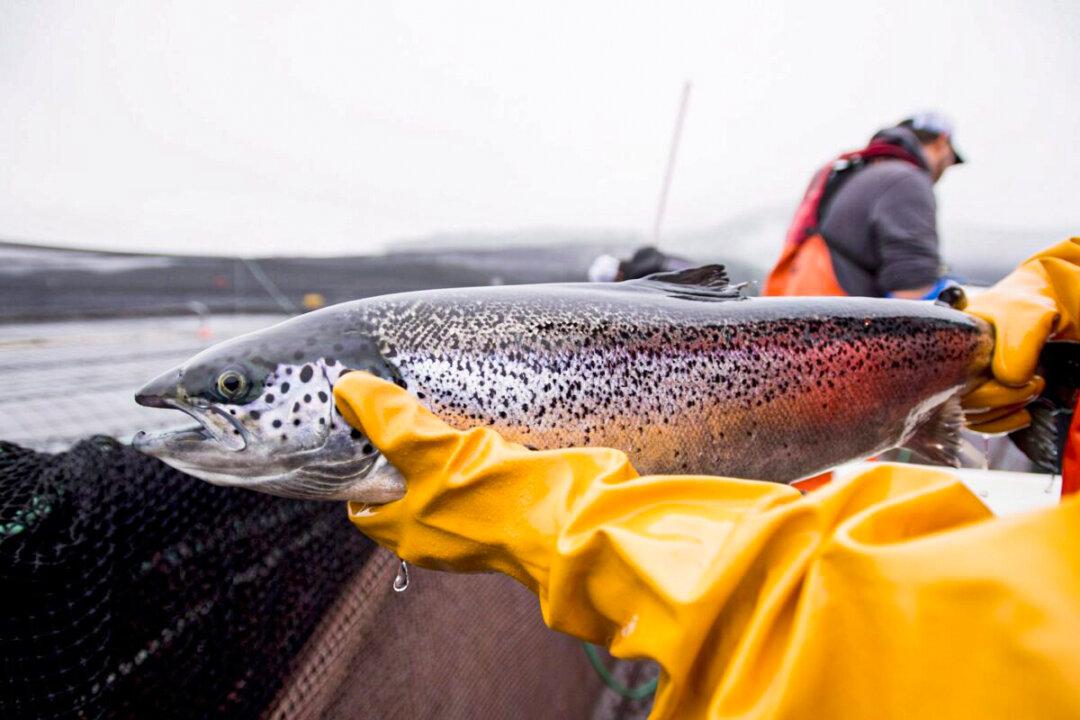 BC Salmon Farming Industry Welcomes Consultation After Years of ‘Ad Hoc’ Talks