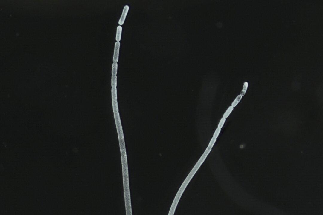 The ‘Mount Everest’ of Bacteria Discovered in Caribbean Swamps