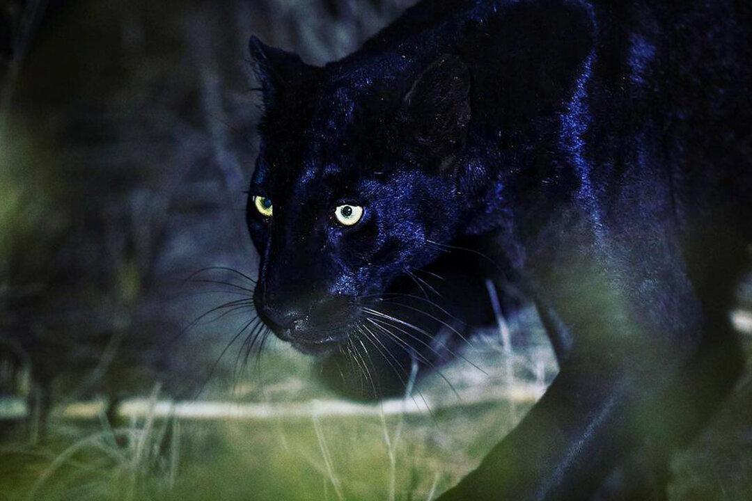 Photographer With Life Love of Black Leopards ‘Left Speechless’ by Their Majestic Beauty in the Wild