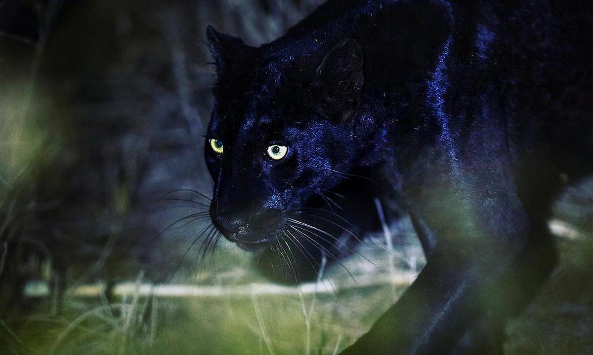 Photographer With Life Love of Black Leopards ‘Left Speechless’ by Their Majestic Beauty in the Wild