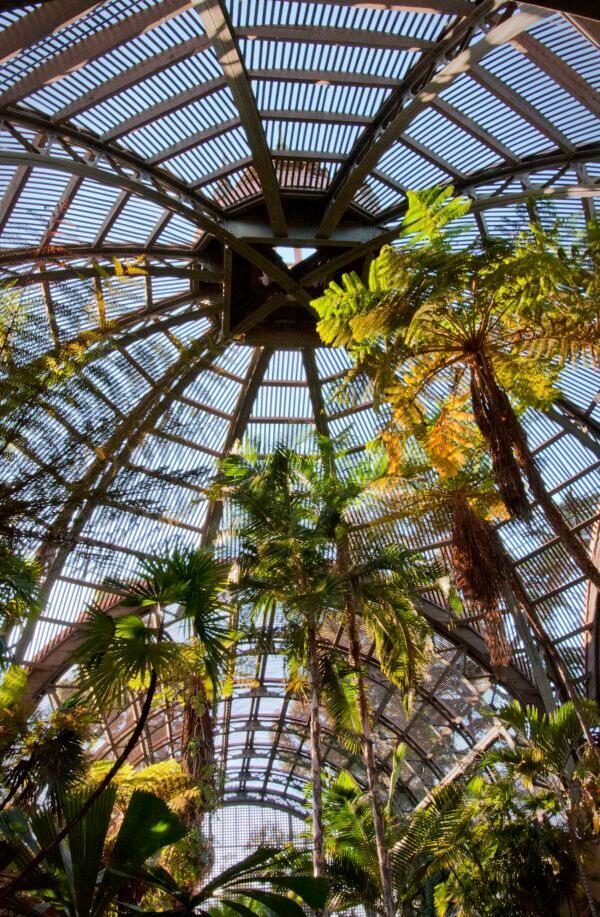 Palms expand into the 60-foot dome of Balboa Park’s famous Botanical Building. They flourish in the partial shade environment. (Jeff Perkin for American Essence)