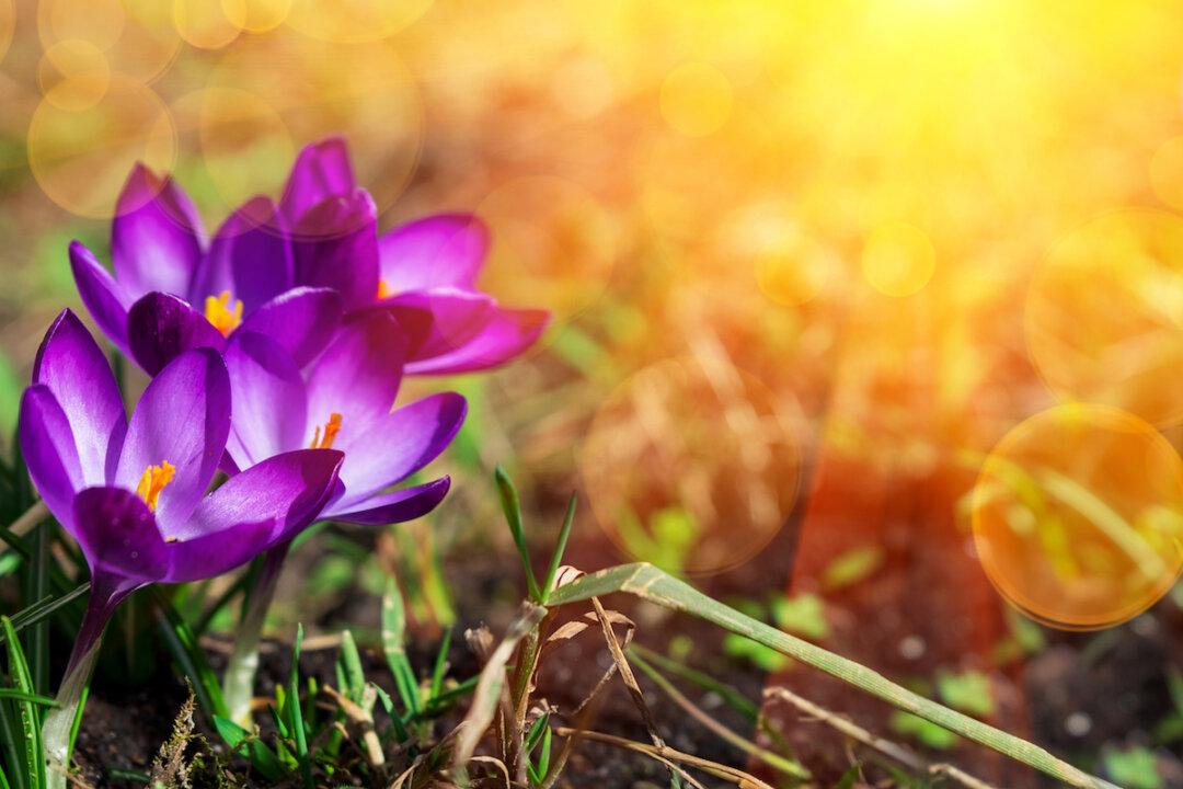 Saffron, Sunshine Spice to Keep Your Brain Healthy