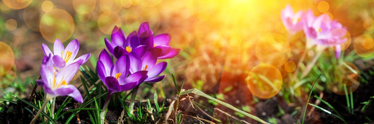 Saffron, Sunshine Spice to Keep Your Brain Healthy