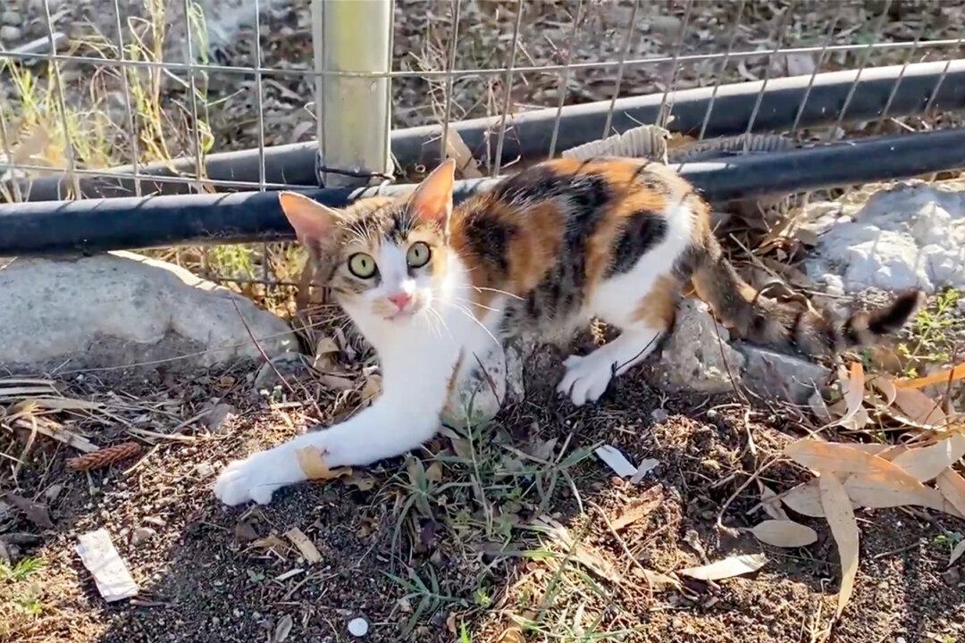 Man Rescues Terrified Stray Cat With a Broken Leg From the Streets, Now She’s Adopted and Is Thriving