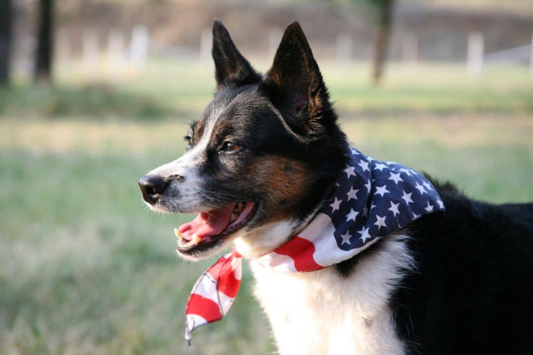 How to Keep Your Pets Calm and Safe During Fourth of July Fireworks Shows