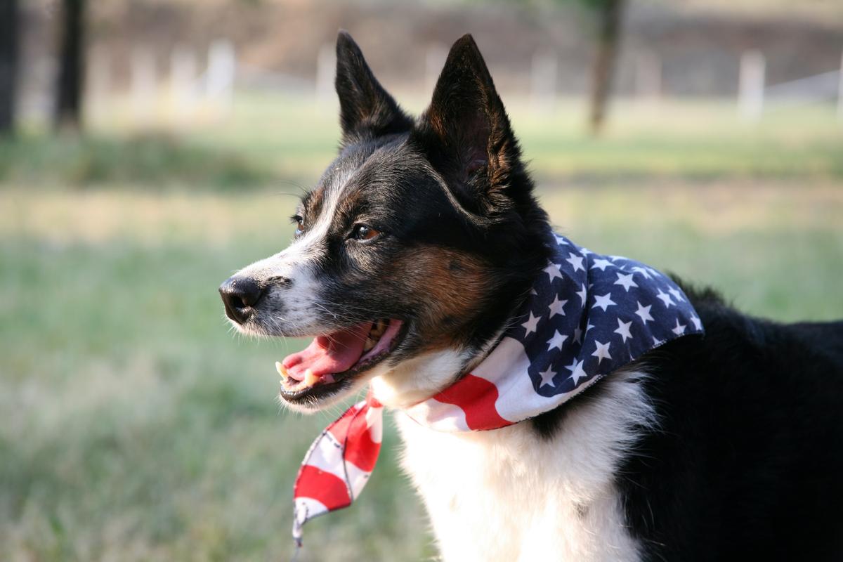 How to Keep Your Pets Calm and Safe During Fourth of July Fireworks Shows