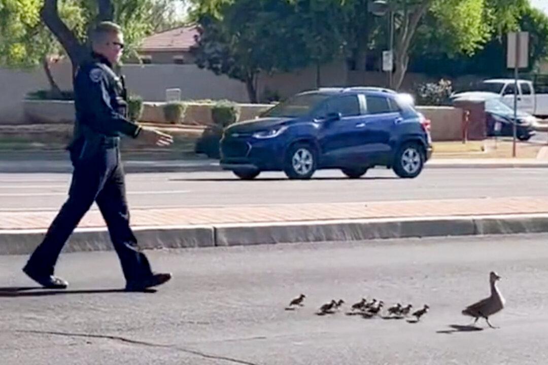 VIDEO: Officer Escorts Duck and Her Babies Across Busy Road, ‘First Class Service Right Here!’